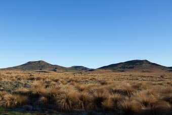 Red Tussock